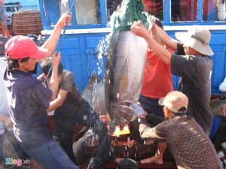 Phu Yen: Tuna production in 2012 up 7.1%